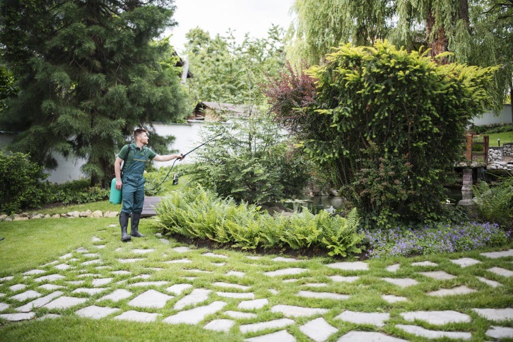 Gardener working in landscaped yard, spaying plants with protective detergent.