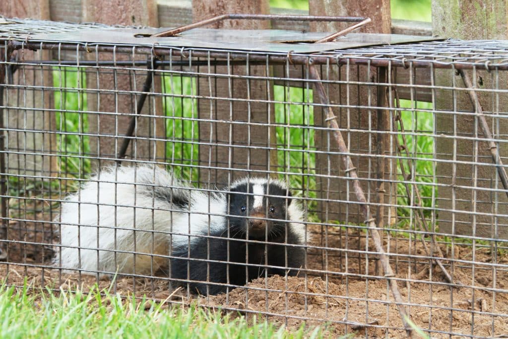 Young Skunk In Live Trap