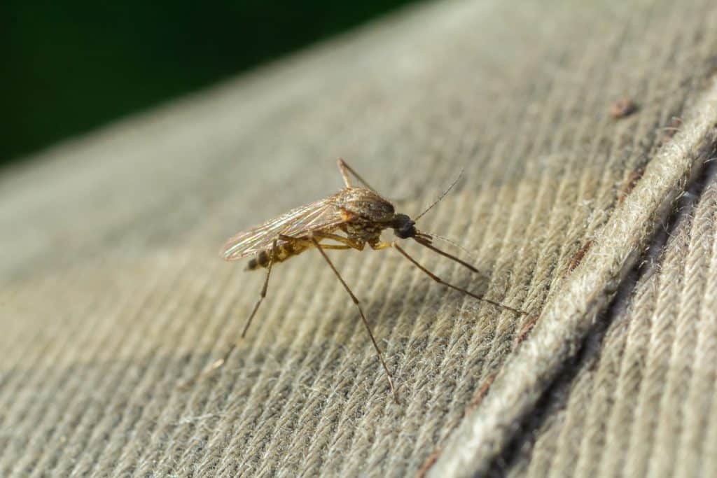 common house mosquito